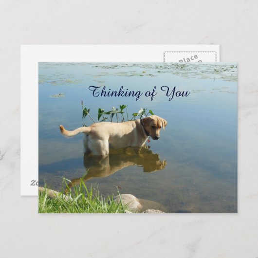 Labrador Reflection Thinking of You Briefkaart (Voorkant / Achterkant)
