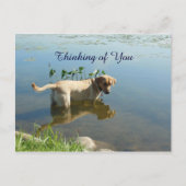 Labrador Reflection Thinking of You Briefkaart (Voorkant)