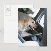 labrador rekner briefkaart (Voorkant / Achterkant)