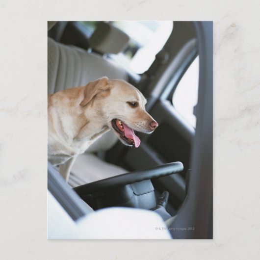 labrador rekner briefkaart (Voorkant)