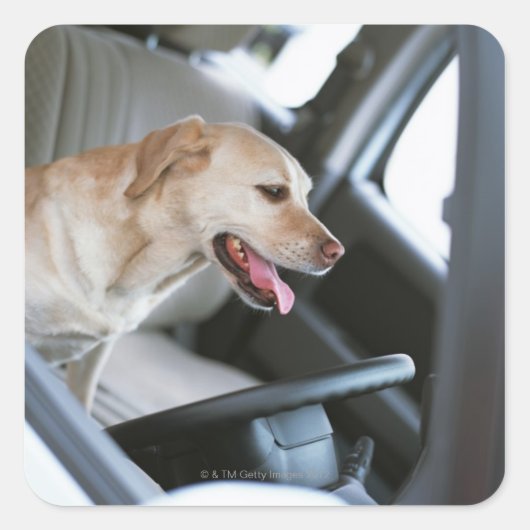labrador rekner vierkante sticker (Voorkant)