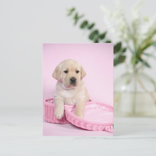 Labrador rekwalvis op roze achtergrond briefkaart (Staand voorkant)