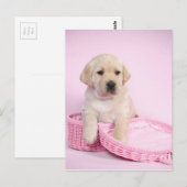 Labrador rekwalvis op roze achtergrond briefkaart (Voorkant / Achterkant)