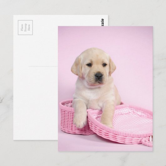 Labrador rekwalvis op roze achtergrond briefkaart (Voorkant / Achterkant)