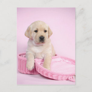 Labrador rekwalvis op roze achtergrond briefkaart