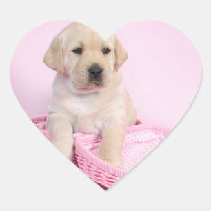 Labrador rekwalvis op roze achtergrond hart sticker