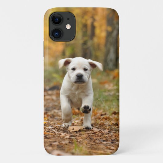 Labrador rekwalvispuppy in het najaar Case-Mate iPhone case (Achterkant)