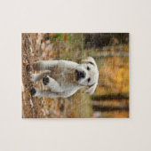 labrador rekwalvispuppy legpuzzel (Horizontaal)