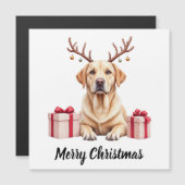 Labrador rendier (Voorkant / Achterkant)