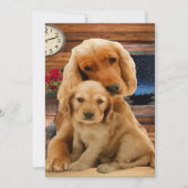 Labrador Retriever (Voorkant)
