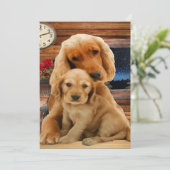 Labrador Retriever (Staand voorkant)