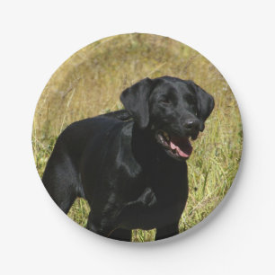 labrador-retriever-25.jpg papieren bordje