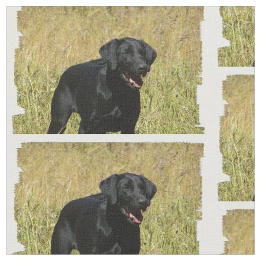 labrador-retriever-25.jpg stof (Close Up)