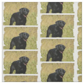 labrador-retriever-25.jpg stof (Swatch)