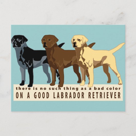Labrador Retriever 3 kleuren Briefkaart (Voorkant)