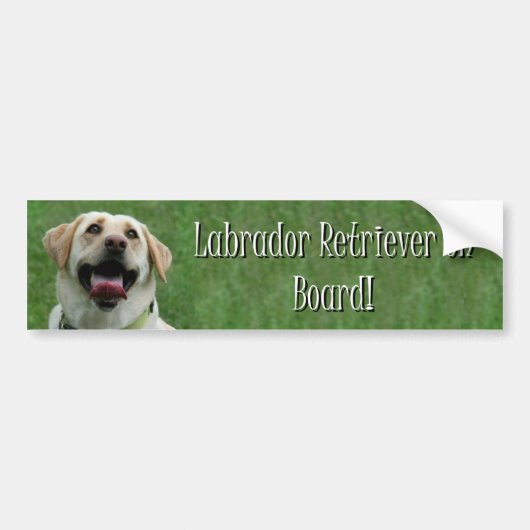 Labrador Retriever aan boord van de bumpersticker (Voorkant)