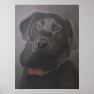 Labrador Retriever Beauful Poster