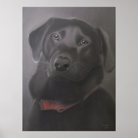 Labrador Retriever Beauful Poster (Voorkant)