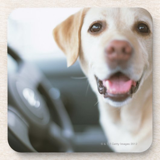 Labrador Retriever Bier Onderzetter (Voorkant)