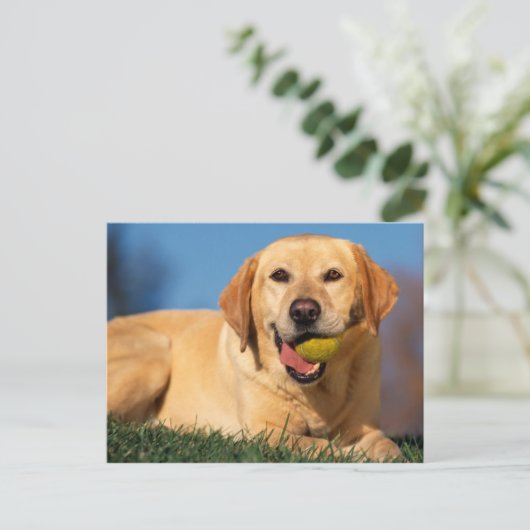 Labrador Retriever Briefkaart (Staand voorkant)