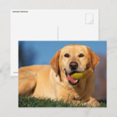 Labrador Retriever Briefkaart (Voorkant / Achterkant)