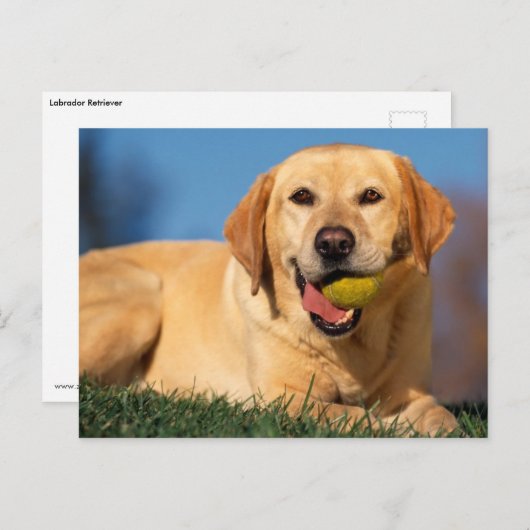 Labrador Retriever Briefkaart (Voorkant / Achterkant)