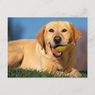 Labrador Retriever Briefkaart