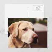 Labrador Retriever Briefkaart (Voorkant / Achterkant)