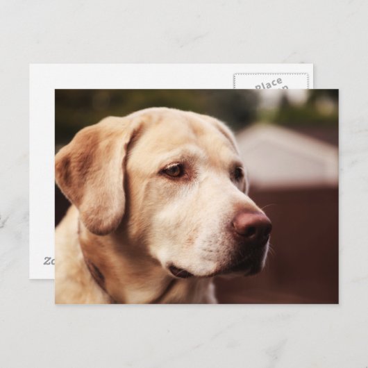 Labrador Retriever Briefkaart (Voorkant / Achterkant)