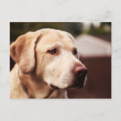 Labrador Retriever Briefkaart (Voorkant)