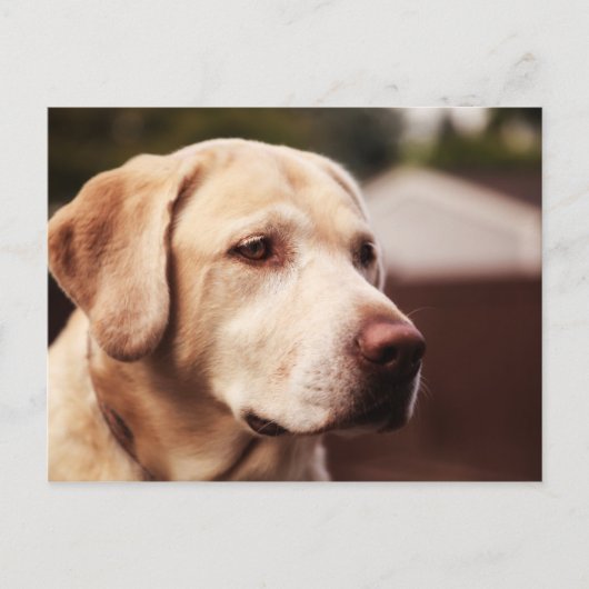 Labrador Retriever Briefkaart (Voorkant)