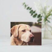 Labrador Retriever Briefkaart (Staand voorkant)