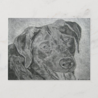 Labrador Retriever Briefkaart