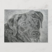 Labrador Retriever Briefkaart (Voorkant)