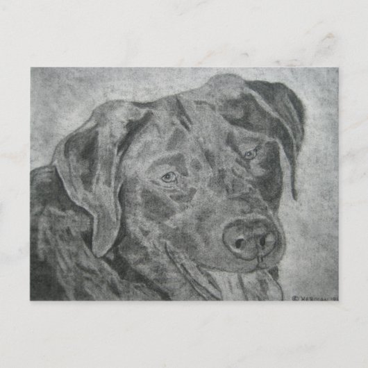 Labrador Retriever Briefkaart (Voorkant)