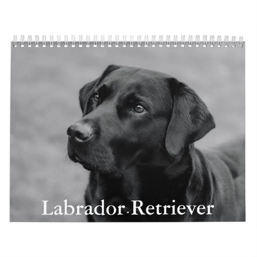 Labrador Retriever Calendar Kalender (Hoes)
