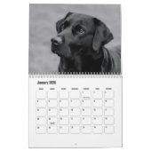 Labrador Retriever Calendar Kalender (Jan 2026)