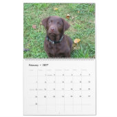 Labrador Retriever Calender Kalender (Feb 2027)