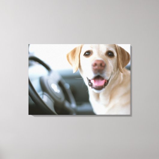 Labrador Retriever Canvas Afdruk (Voorkant)
