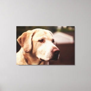 Labrador Retriever Canvas Afdruk