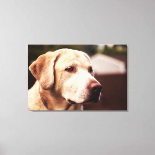 Labrador Retriever Canvas Afdruk (Voorkant)