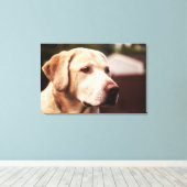 Labrador Retriever Canvas Afdruk (Insitu (Houten vloer))