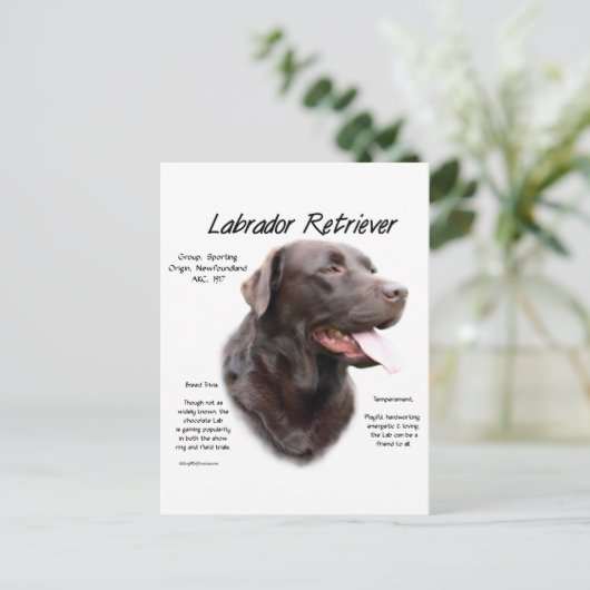 Labrador Retriever (chocolade) Geschiedenis Ontwer Briefkaart (Staand voorkant)