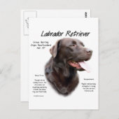 Labrador Retriever (chocolade) Geschiedenis Ontwer Briefkaart (Voorkant / Achterkant)