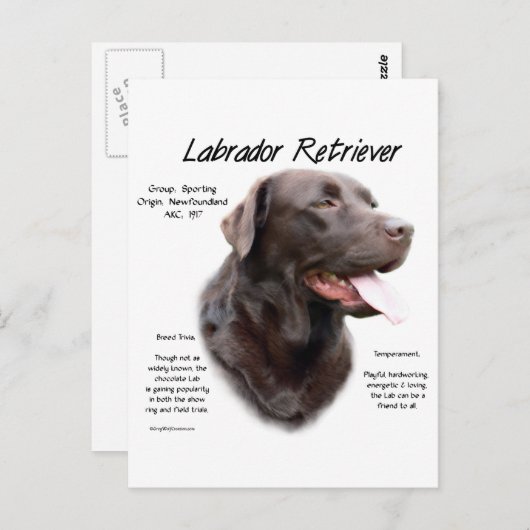Labrador Retriever (chocolade) Geschiedenis Ontwer Briefkaart (Voorkant / Achterkant)