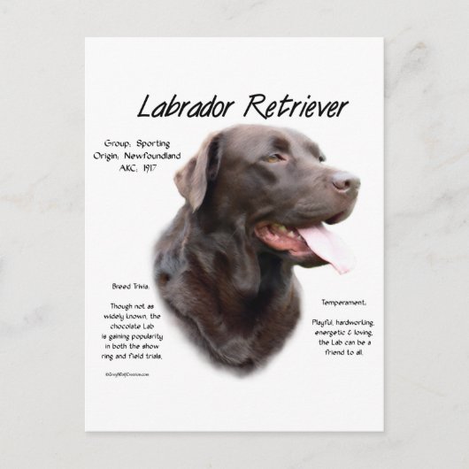 Labrador Retriever (chocolade) Geschiedenis Ontwer Briefkaart (Voorkant)