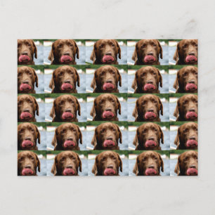 Labrador Retriever Chocolade Tegels BG Briefkaart