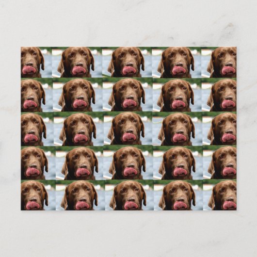 Labrador Retriever Chocolade Tegels BG Briefkaart (Voorkant)