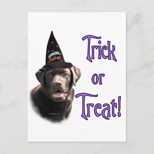 Labrador Retriever (chocolade) Trick Briefkaart (Voorkant)