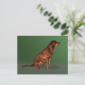 Labrador Retriever Dog Briefkaart (Staand voorkant)